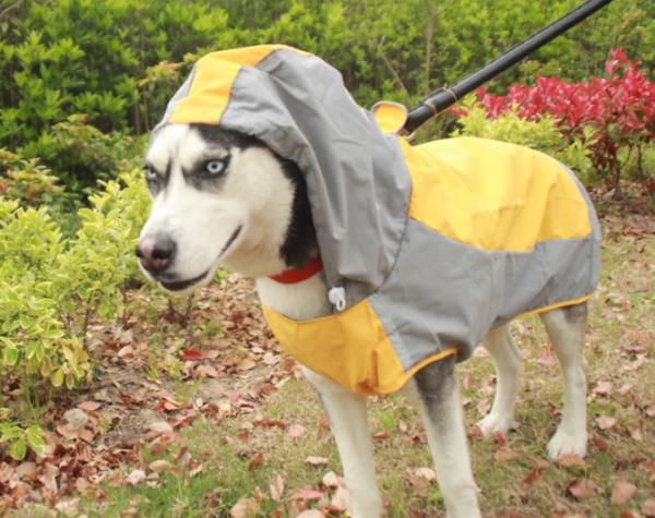 Best Dog Raincoat