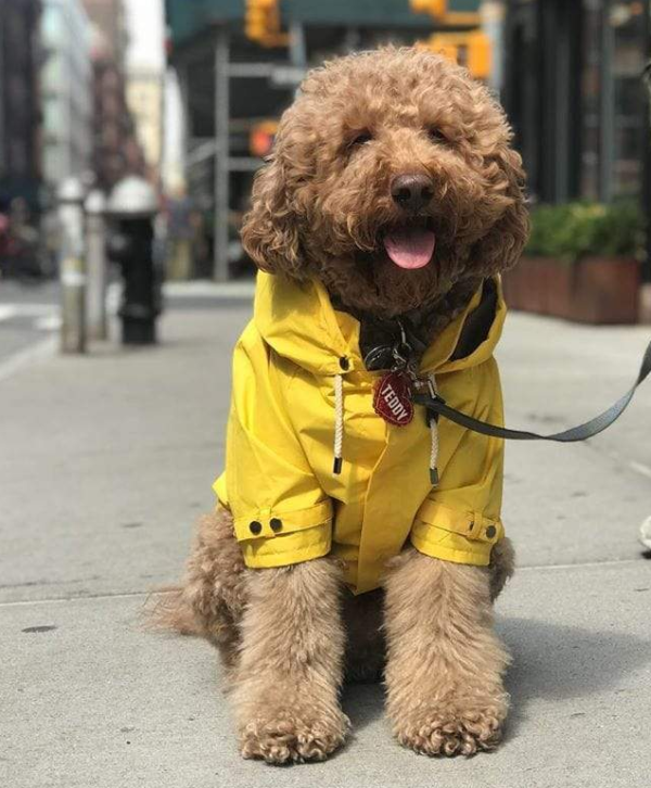 Dog Raincoat Hooded Slicker Poncho - Image 4