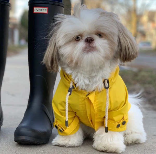 Dog Raincoat Hooded Slicker Poncho - Image 3