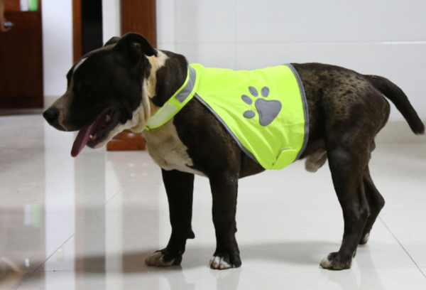 Reflective Dog Vest for Safety - Image 4