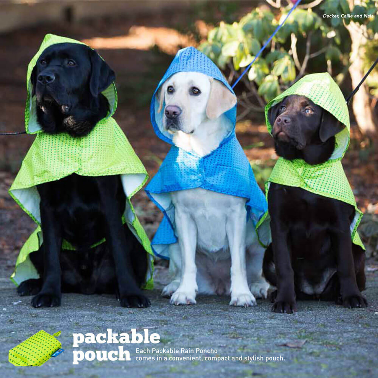 A stock image illustrating dog rain poncho concepts