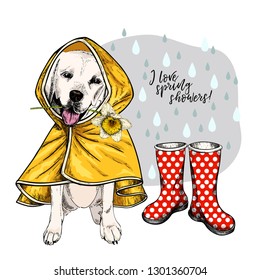 Illustrative image for dog rain poncho