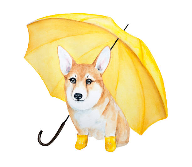 Illustrative image for large dog raincoat