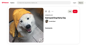 Pinterest - Samoyed Rocky in Yellow Rain Coat